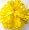 Yellow (2nd pom pon)
