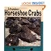 Extraordinary Horseshoe Crabs (Nature Watch)