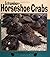 Extraordinary Horseshoe Crabs (Nature Watch)