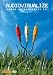 Audiovisualize [DVD]