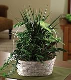 Same Day Flower Delivery Luscious Green Garden Basket