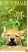 Baby Animals: Baby Animals Fun