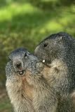 Portrait 2 Marmot - 24"H x 16"W - Peel and Stick Wall Decal by Wallmonkeys