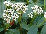 Review Longacres  / Viburnum davidii 10L