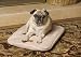 Sporting Goods : Precision Pet® Snoozy Ortho Air Therapeutic Inflatable Pet Bed