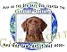 Labrador Retriever CHOCOLATE Creation Adult T Shirt