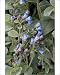 Photographic Prints of Oyster plant growing on strandline from Ardea Wildlife Pets