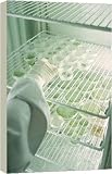 G.M Seedlings in laboratory - 40 Inch Canvas Print (101cm) by Science Photo Library