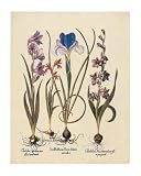French Iris Flower Bulb Irises Contemporary Picture Art Print