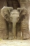 Buy : Big Ears (Baby Elephant) Art Poster Print - 24x36 Poster Print, 24x36