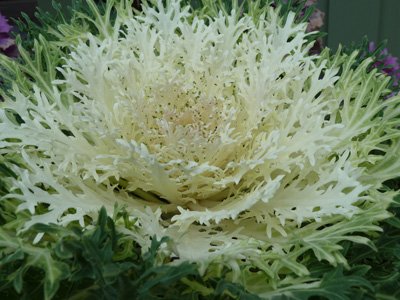 Ornamental Kale White Peacock 5 seeds!