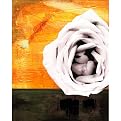 Soft Pink Rose in Sunshine - 16 x 20"