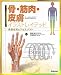 骨・筋肉・皮膚イラストレイテッド: 病態生理とアセスメント (IIIUSTRATED SERIES)