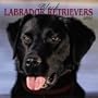 Black Labrador Retrievers 2004 Calendar