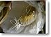 Night-Blooming Cereus - Deep 13 Canvas Print / Canvas Art - Artist Warren Sarle