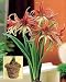 Amaryllis La Paz in a Rustic Vine Basket