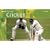 Cricket (Know the Game)