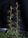 Grow Your Secret Garden Carnivorous Leafy Sundew, Drosera Stolonifera Seeds