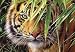 PUZZLE 1500 TEILE Tiger Zoo Emerald Forest Afrika Zootier Tier Tiere Savanne Tiger L&ouml;we Wildtier Safari Lion Foto Zion Nationalpark Arizona Utah Regenwald USA