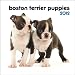 Boston Terrier Puppies 2012 7X7 Mini Wall Calendar (Multilingual Edition)
