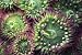 Pink-tipped Surf Anemones, Dodd Narrows, Southern Gulf Islands, Vancouver Island, British Columbia, Canada. - 48