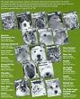 Barrons Books Cockatiels Manual
