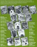 Barrons Books Gerbils Pet Owners Manual