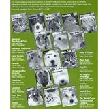 Barrons Books Gerbils Pet Owners Manual