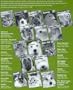 Barrons Books Gerbils Pet Owners Manual