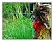 Handmade Rooster Note Cards