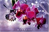 Harmony [PP-30020] [�|�X�^�[]