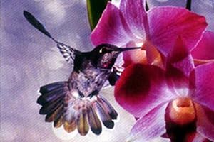 Harmony [PP-30020] [�ݥ�����]