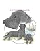 Labrador Retriever - Trio Image by Cindy Farmer