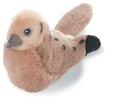 Mourning Dove