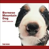 2009 Bernese Mountain Dog ARTLIST Square Wall Calendar