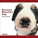 2009 Bernese Mountain Dog ARTLIST Square Wall Calendar