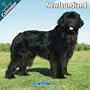 Newfoundland 2010 Wall Calendar #10055-10
