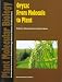 Oryza: From Molecule to Plant (Plant Molecular Biology, Vol 35, Nos 1-2,)