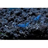 6 Blue Velvet Live Shrimp Freshwater Aquarium by SoShrimp