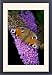 Framed Prints of Peacock Butterfly - on Buddleia Bush (Buddleia davidii) from Ardea Wildlife Pets