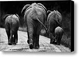 Elephants in black and white Canvas Print / Canvas Art - Artist Johan Elzenga