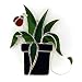 Spider Plant Nightlight Cover