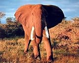 African Elephant (Walking Forward) Art Poster Print - 16