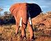 African Elephant (Walking Forward) Art Poster Print - 16