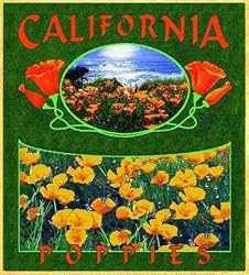 California Poppies Coverlet
