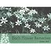 Understanding Bach Flower Remedies