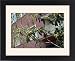 Framed Prints of ROG-12070 Loquat Fruit Tree from Ardea Wildlife Pets