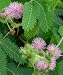 Mimosa Pudica - 10 Seeds