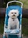 White Dog Wearing Sunglasses Sitting in a Baby Stroller Animal Photographic Poster Print by Michael
