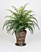 Artificial Sword Fern in Hammered Bronze